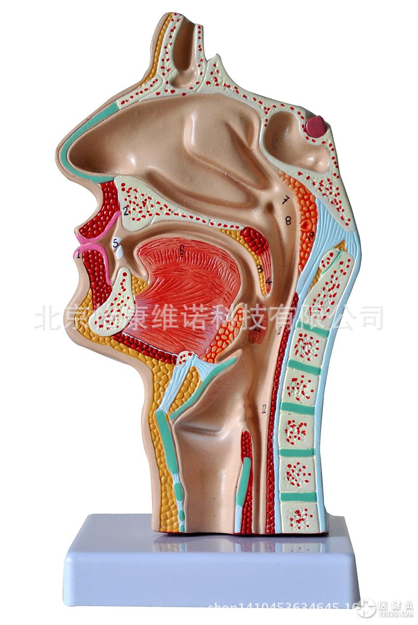 鼻腔解剖模型鼻腔口腔纵切剖面解剖头颈纵切面模型医用教学模型